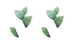 olive.octivlab.com